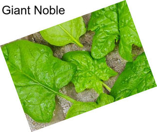 Giant Noble