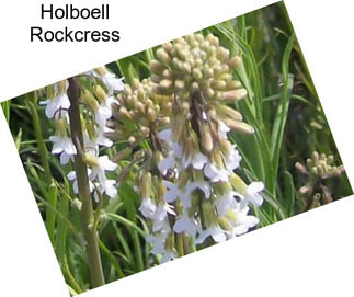 Holboell Rockcress