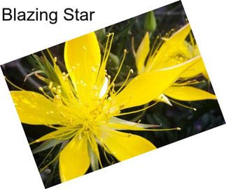 Blazing Star