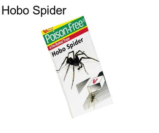 Hobo Spider