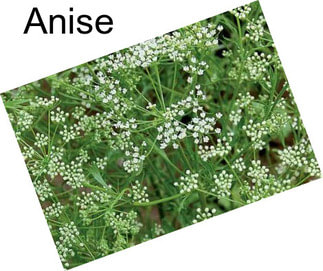 Anise