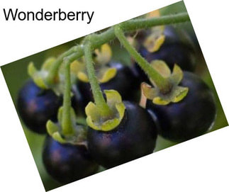 Wonderberry