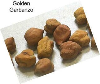 Golden Garbanzo