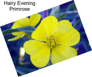 Hairy Evening Primrose
