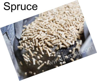 Spruce