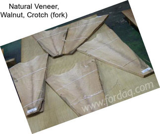 Natural Veneer, Walnut, Crotch (fork)