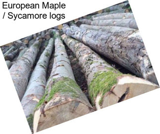 European Maple / Sycamore logs