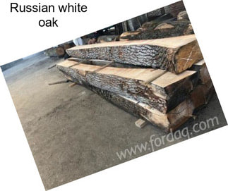 Russian white oak