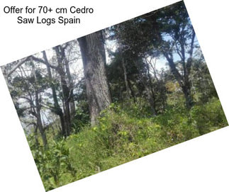 Offer for 70+ cm Cedro Saw Logs Spain