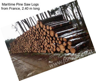 Maritime Pine Saw Logs from France, 2.40 m long