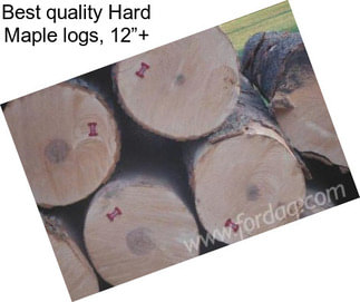 Best quality Hard Maple logs, 12”+