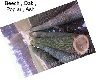 Beech , Oak , Poplar , Ash