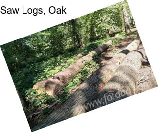 Saw Logs, Oak