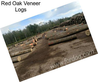 Red Oak Veneer Logs