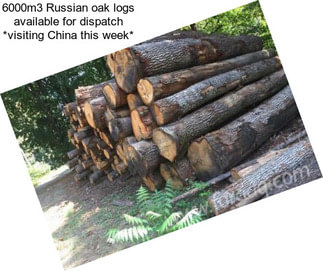 6000m3 Russian oak logs available for dispatch *visiting China this week*