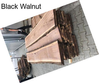 Black Walnut