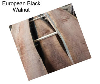 European Black Walnut