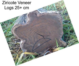 Ziricote Veneer Logs 25+ cm