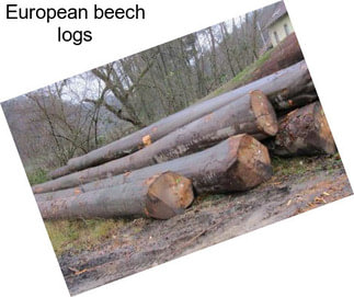 European beech logs