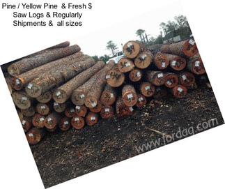 Pine / Yellow Pine  & Fresh $  Saw Logs & Regularly Shipments &  all sizes