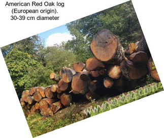 American Red Oak log (European origin). 30-39 cm diameter