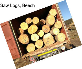 Saw Logs, Beech