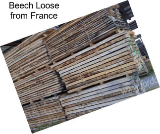 Beech Loose from France