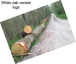 White oak veneer logs