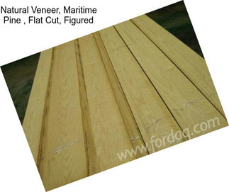 Natural Veneer, Maritime Pine , Flat Cut, Figured