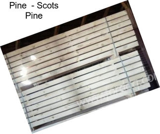 Pine  - Scots Pine