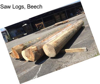 Saw Logs, Beech