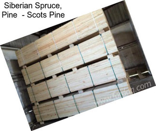 Siberian Spruce, Pine  - Scots Pine