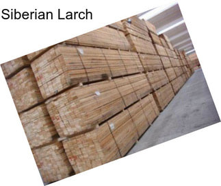 Siberian Larch