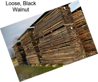 Loose, Black Walnut