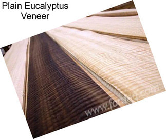 Plain Eucalyptus Veneer