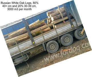 Russian White Oak Logs, 80% 40+ cm and 20% 30-39 cm, 3000 m3 per month