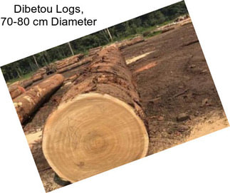 Dibetou Logs, 70-80 cm Diameter