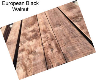 European Black Walnut