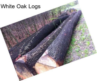 White Oak Logs