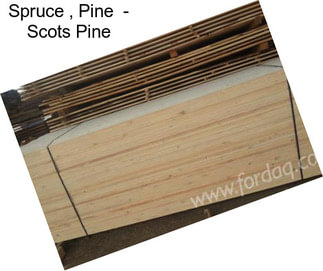 Spruce , Pine  - Scots Pine