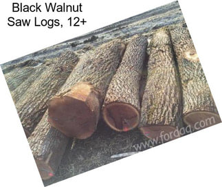 Black Walnut Saw Logs, 12\