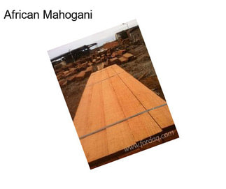 African Mahogani