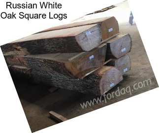 Russian White Oak Square Logs