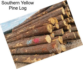 Southern Yellow Pine Log