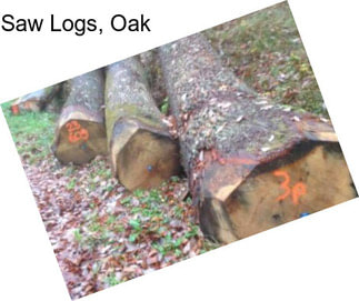 Saw Logs, Oak