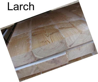 Larch