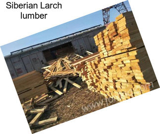 Siberian Larch lumber