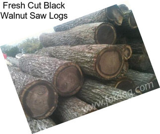 Fresh Cut Black Walnut Saw Logs