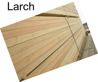 Larch