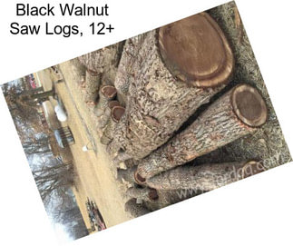 Black Walnut Saw Logs, 12\